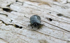 Legnotus limbosus