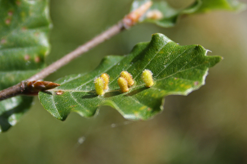 Hairy Beech Gall, photo 3 of 10