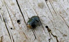 Legnotus limbosus