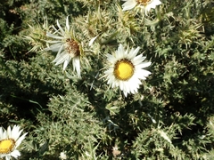 Berkheya cirsiifolia