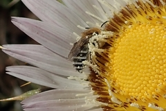 Berkheya cirsiifolia