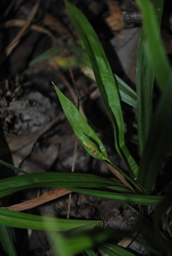 Image of Carex abscondita by (c) Zihao Wang, some rights reserved (CC BY)