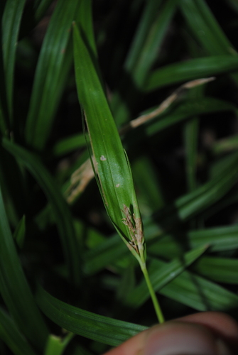 Image of Carex abscondita by (c) Zihao Wang, some rights reserved (CC BY)