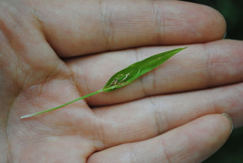 Image of Carex abscondita by (c) Zihao Wang, some rights reserved (CC BY)