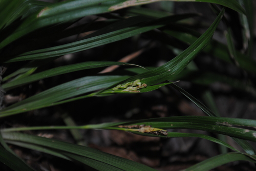 Image of Carex abscondita by (c) Zihao Wang, some rights reserved (CC BY)