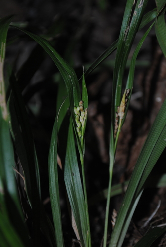 Thicket sedge (Carex abscondita)