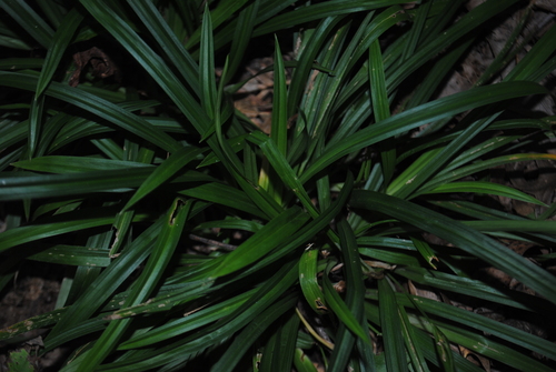 Image of Carex abscondita by (c) Zihao Wang, some rights reserved (CC BY)