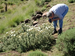 Berkheya cirsiifolia