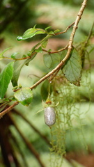 Fieldia australis