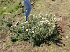 Berkheya cirsiifolia