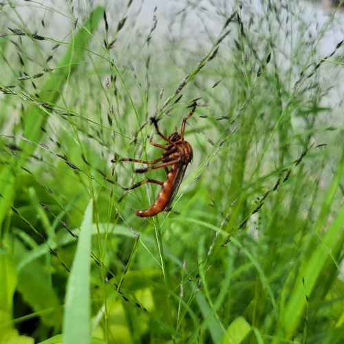 Photo of New York Bee Killer (Diogmites basalis)
