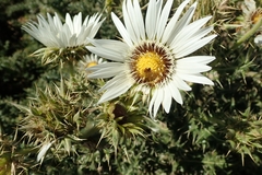 Berkheya cirsiifolia