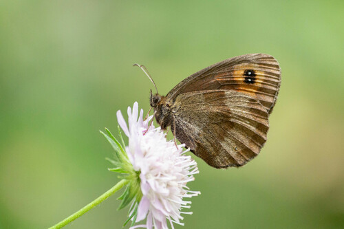 Scotch Argus, photo 6 of 10