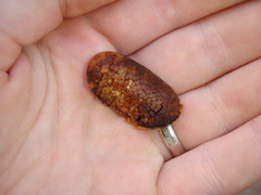 Aoranthe penduliflora