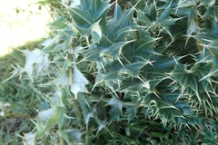 Berkheya cirsiifolia