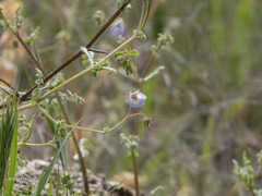 Pholistoma auritum arizonicum