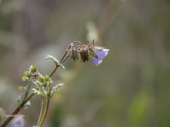 Pholistoma auritum arizonicum