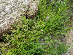 Pholistoma auritum arizonicum