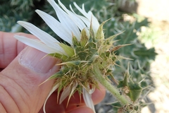 Berkheya cirsiifolia