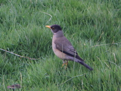 Turdus falcklandii magellanicus