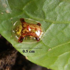 Aspidimorpha sanctaecrucis