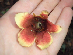 Aoranthe penduliflora