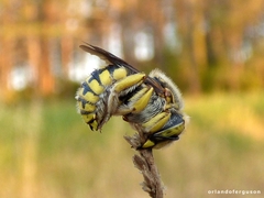 Anthidium loti