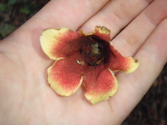 Aoranthe penduliflora