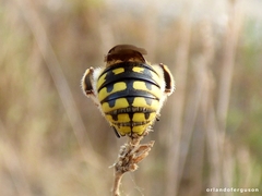 Anthidium loti