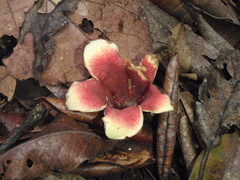 Aoranthe penduliflora