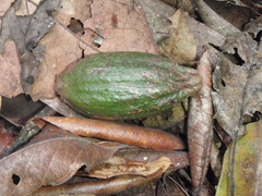 Aoranthe penduliflora