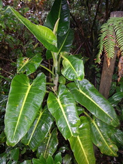 Philodendron brenesii image