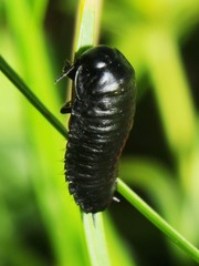 Silphidae