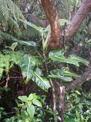 Philodendron brenesii