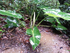 Philodendron brenesii