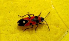 Horvathiolus superbus