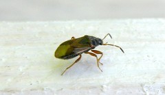 Lasiosomus enervis