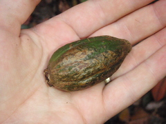 Aoranthe penduliflora