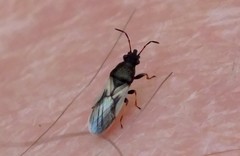 Metopoplax ditomoides