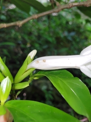 Spathacanthus hoffmannii, photograph (c) Jake Rehage, some rights reserved (CC BY)