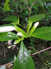 Spathacanthus hoffmannii, photograph (c) Jake Rehage, some rights reserved (CC BY)