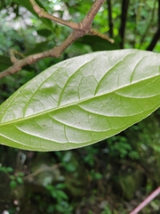Spathacanthus hoffmannii, photograph (c) Jake Rehage, some rights reserved (CC BY)
