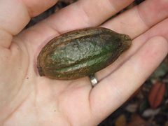 Aoranthe penduliflora