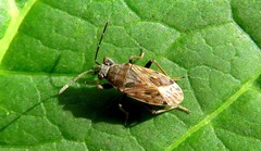 Peritrechus gracilicornis