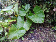 Xanthosoma undipes