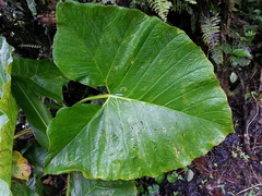 Xanthosoma undipes