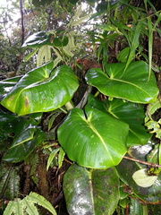 Philodendron crassispathum