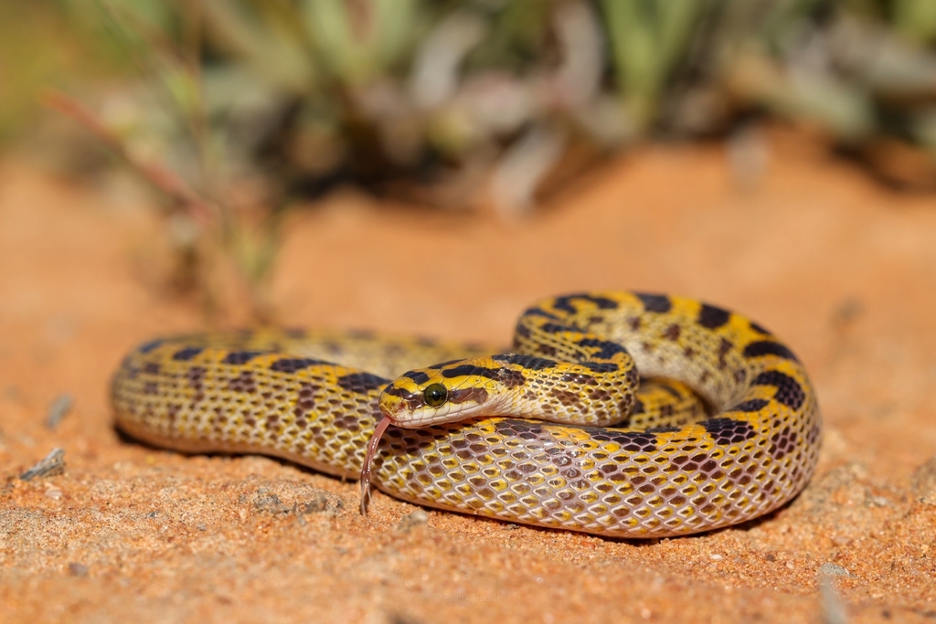 Fisk's House Snake