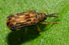 Sumitrosis inaequalis