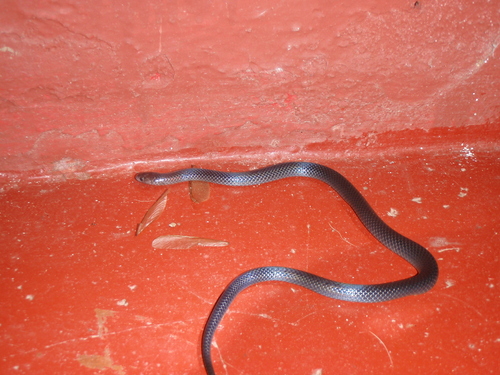 Black Centipede-Eater